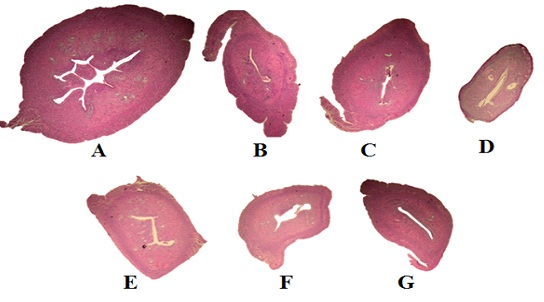 Fig : Photomicrographs of representative uterus walls sections A). Sham-operated rat, B).Ovariectomized rat, C). Estradiol, D). Tamoxifen, E) FD 50 mg/Kg BW, F). FD 100 mg/kg BW, G). FD 200 mg/kg BW.